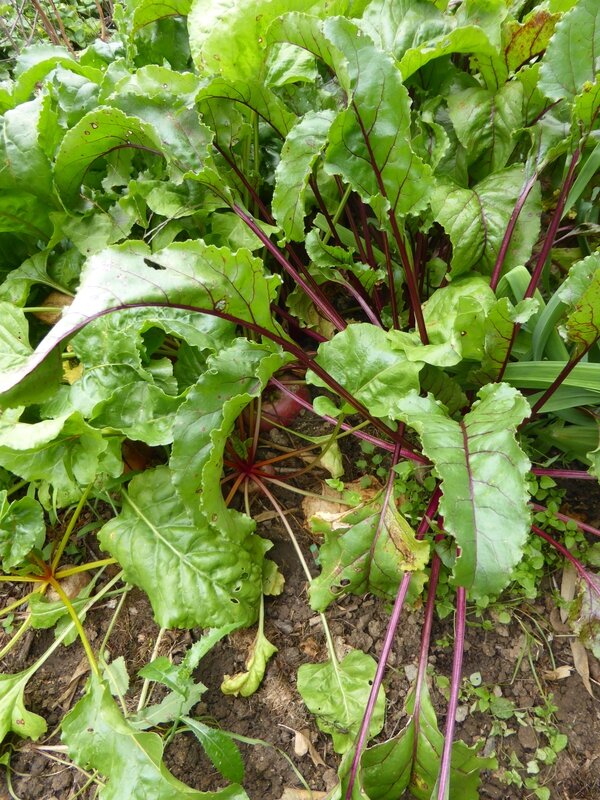 25-betteraves variées