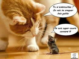 Voici Ce Que Pense Chat Et Souris Lors D Une Anichat