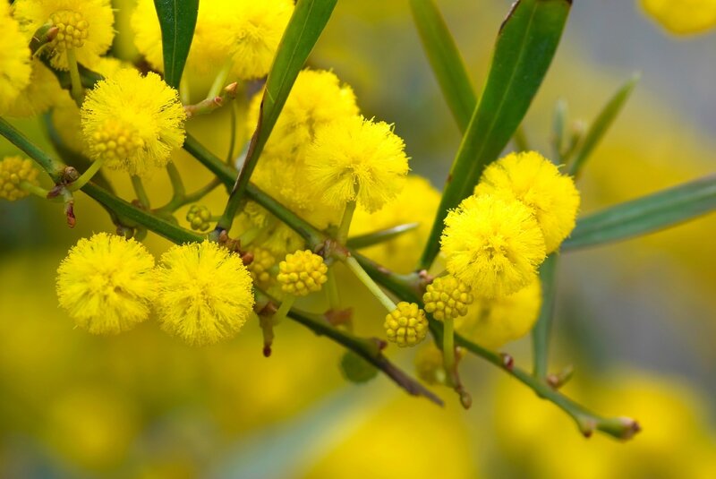mimosa 2