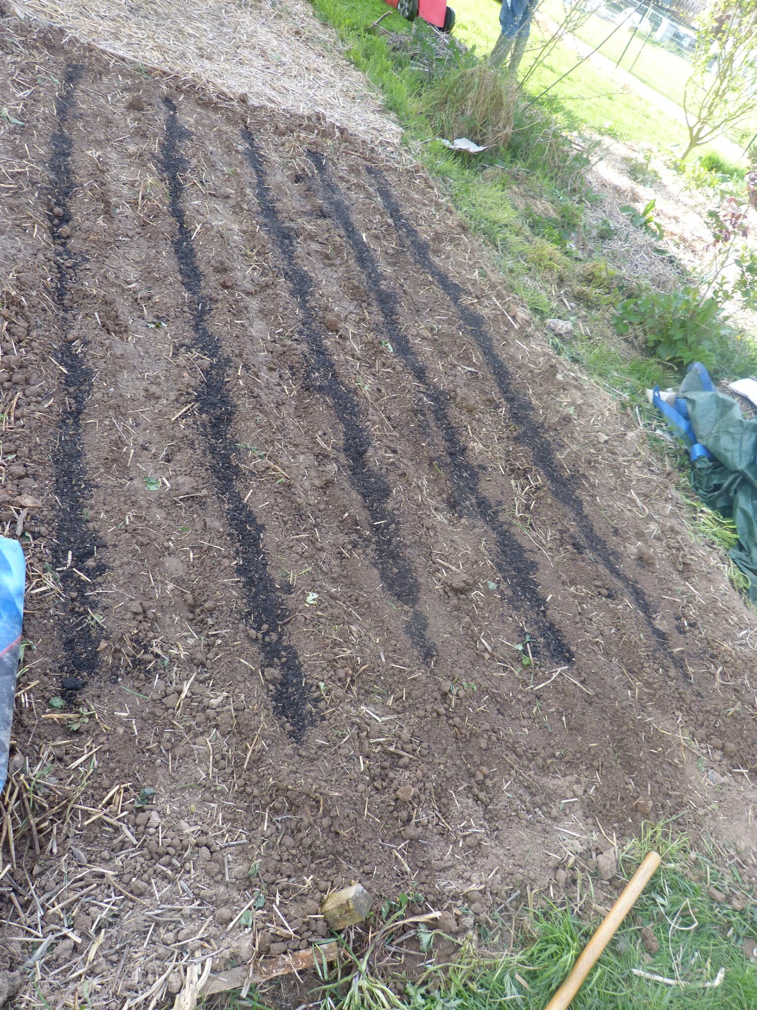Semis Des Panais Notre Jardin Ecologique