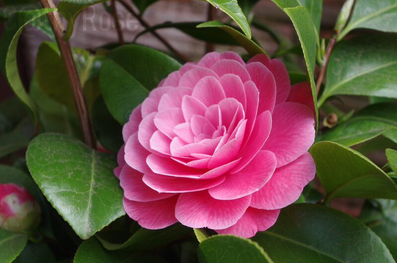 41-rose