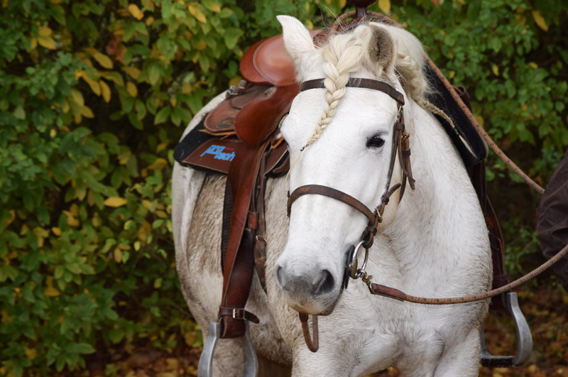 La Vendee historique a cheval 12