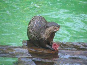 Loutre_8
