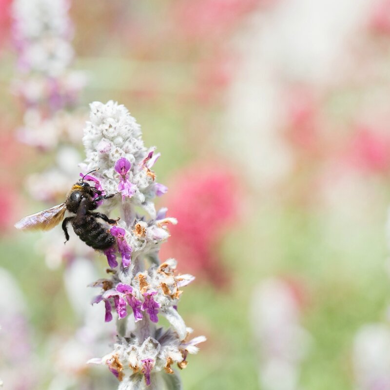 abeille-charpentière15-01