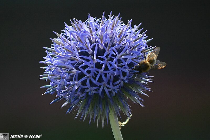 Echinops-et-l'abeille