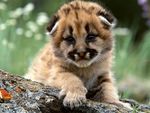 petit puma petit puma