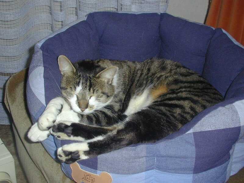 Au Revoir Mon Chat Bienvenue Dans La Maison De Laetitia