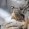 Bartavelle, Alectoris graeca