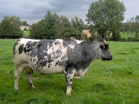 OSez l'AgroÉcologie : Relancer la race mixte Bleue du Nord