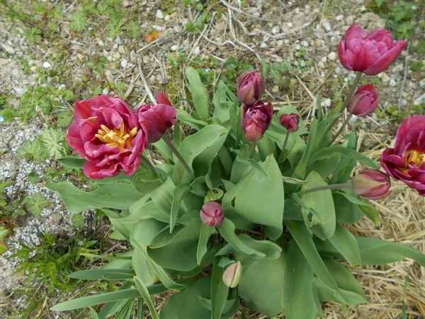 tulip13