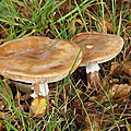 Champignons