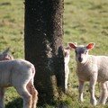 Les Moutonss sont narcissiques