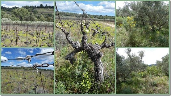 entre vignes et garrigue1