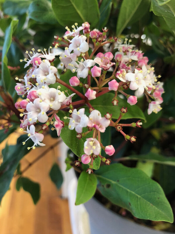inflorescence de viburnum