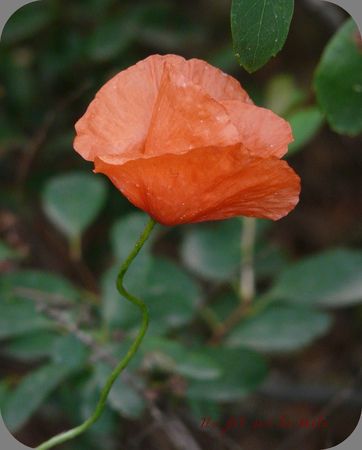 j_ai_descendu_ds_mon_jardin_12_phf