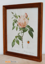 Planches-Fleurs-Redouté-3-muluBrok-Vintage