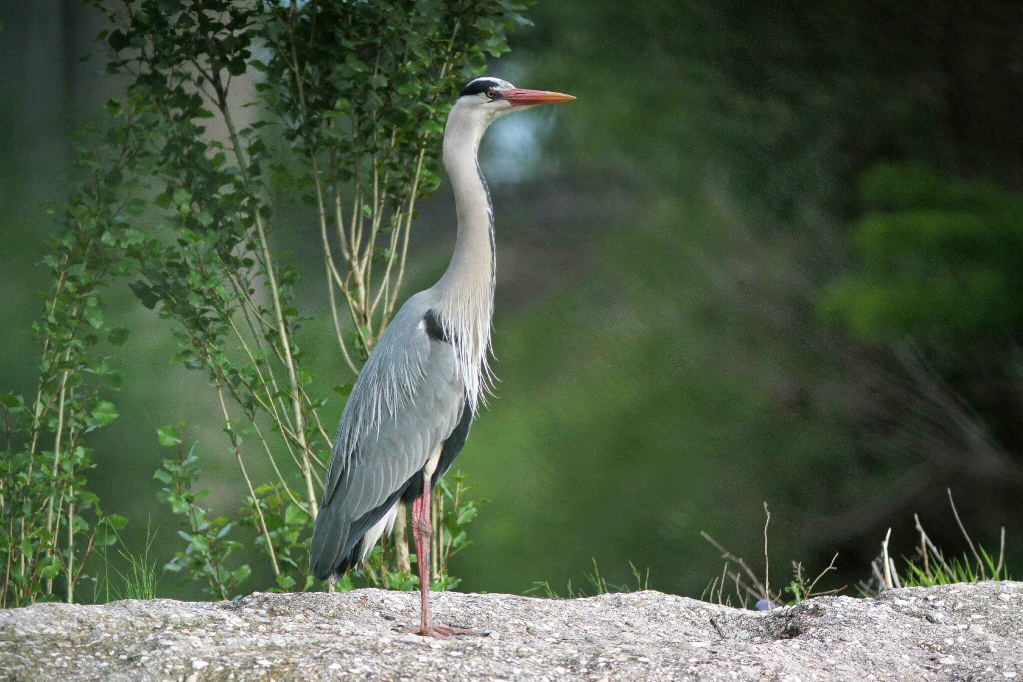 Au long bec (5) Oiseaux et Compagnie