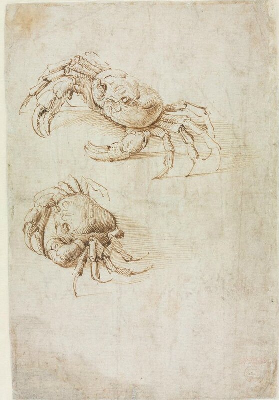 Leonardo Da Vinci, Study of figures for Adoration of the Magi (recto), two studies crab