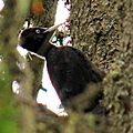 Pic noir, Dryocopus martius