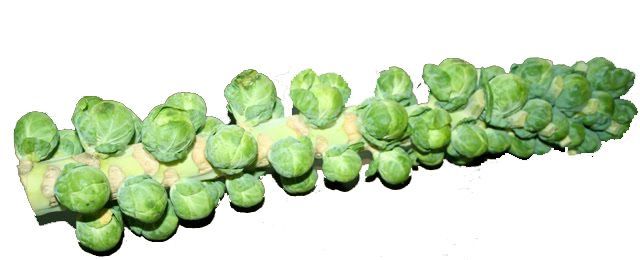 Brussel Sprout2