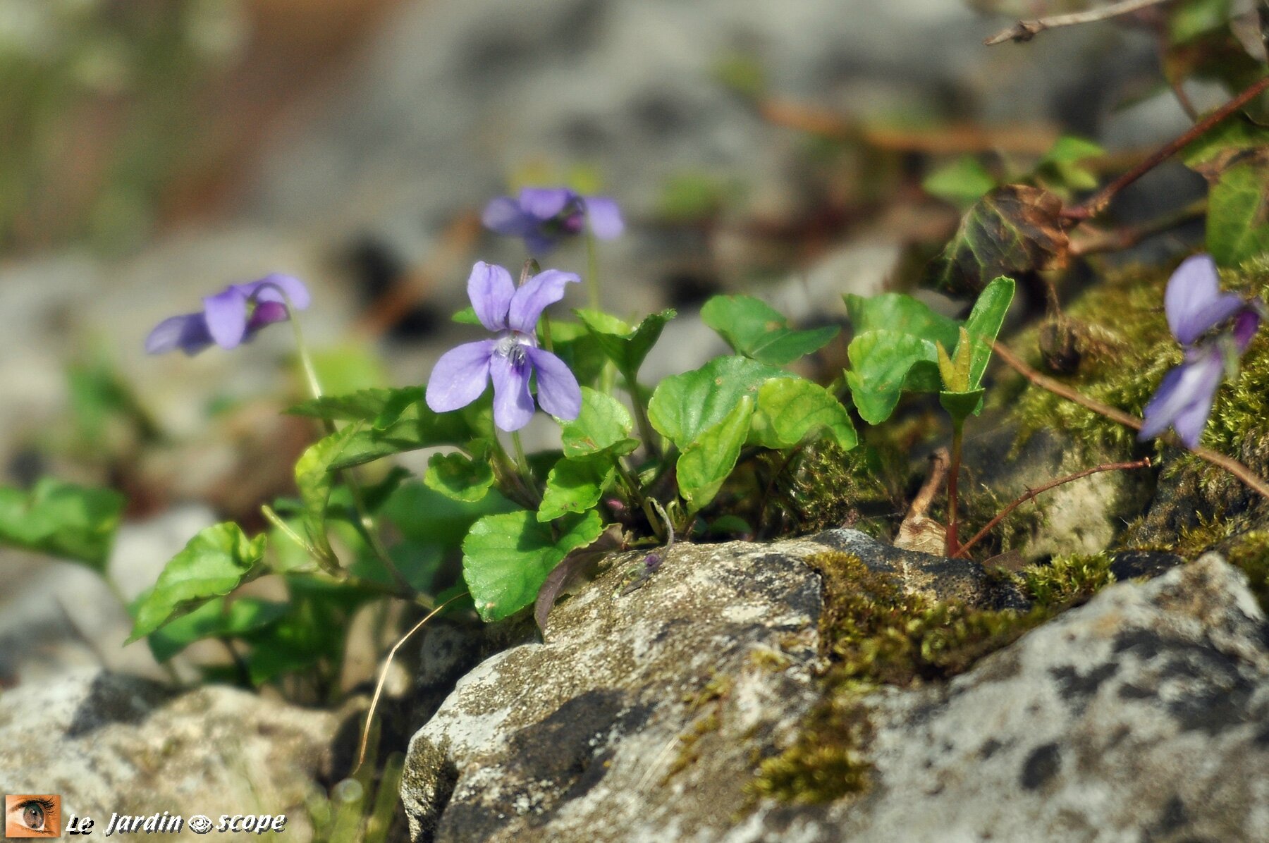 La violette, longtemps cultivée pour son parfum… - Le JardinOscope, toute  la flore et la faune de nos parcs et jardins