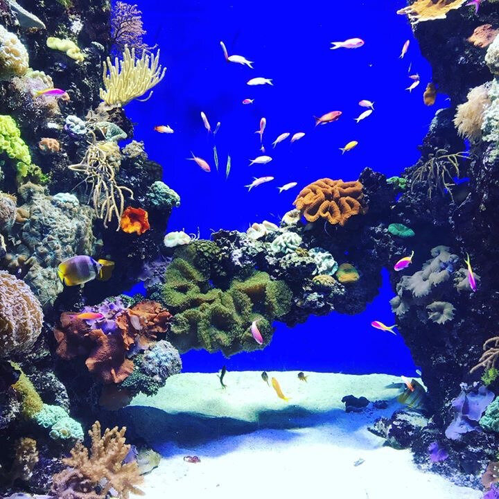 Aquarium Den Blå Planet ©Kid Friendly