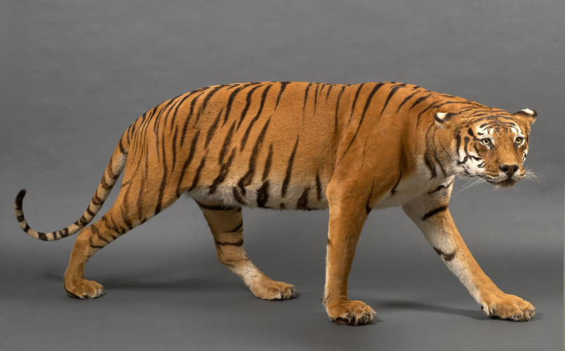 Modelo 3D de Tigre. Download grátis.