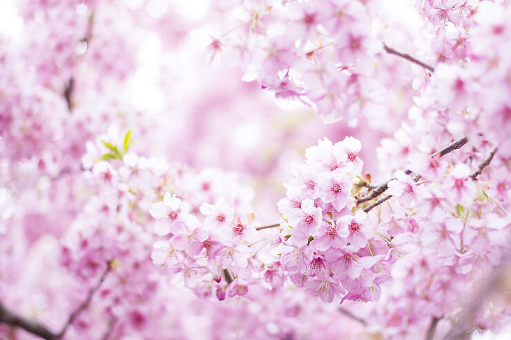 japon-cerisiers