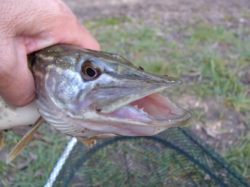 Brocheton. - Photo de Mes poissons - Le Blog de Léo la pêche&hellip;&hellip;&hellip;