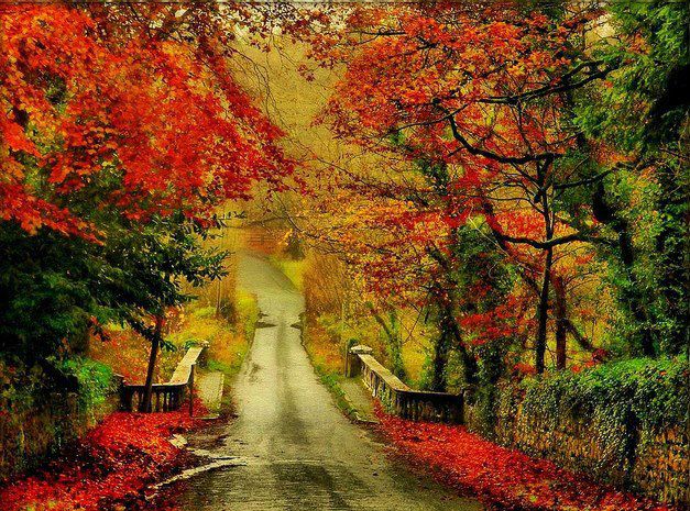 Les couleurs de l'automne . - Photo de La nature et les fleurs - Les ...