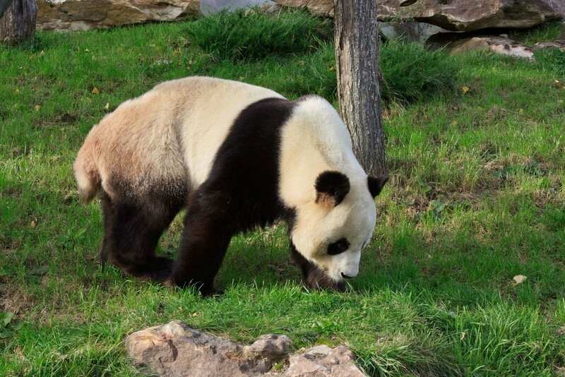 112-Panda Geant