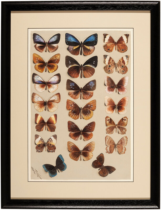 2019_CKS_17484_0094_000(marian_ellis_rowan_a_pair_of_studies_of_butterflies)