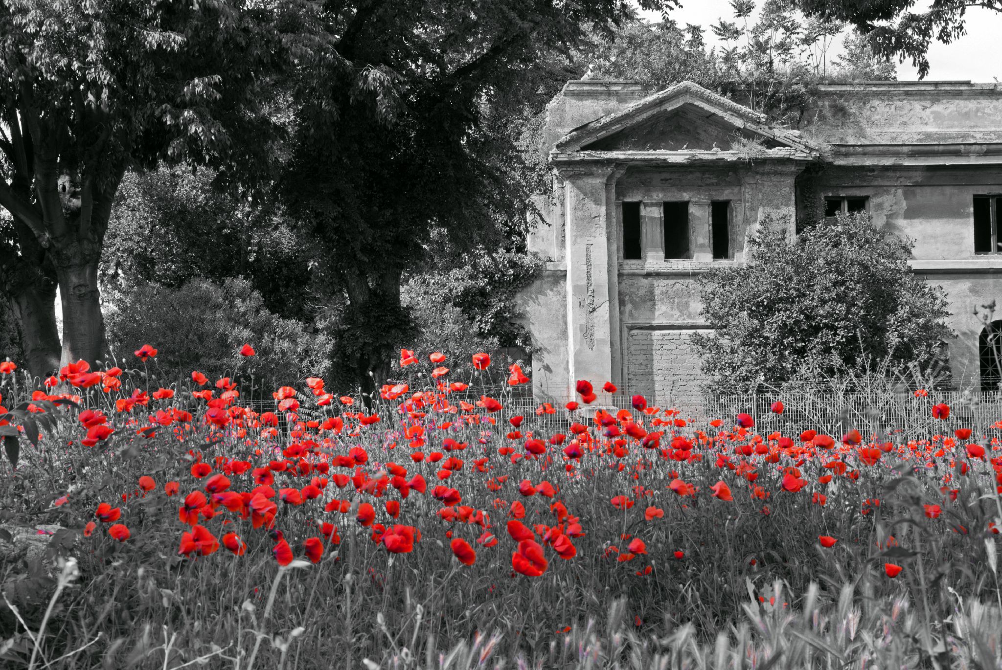 Coquelicots A Rome En Noir Blanc Rouge Atelier Photo Mvc 132 14