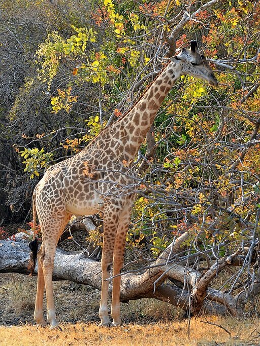 La population de girafes en hausse depuis 2015