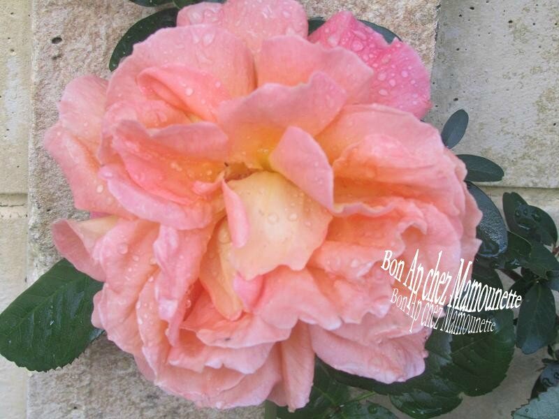 rose du jardin aux gouttes d'eau