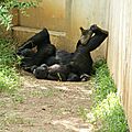 Smithsonian national park - ZOO (108)