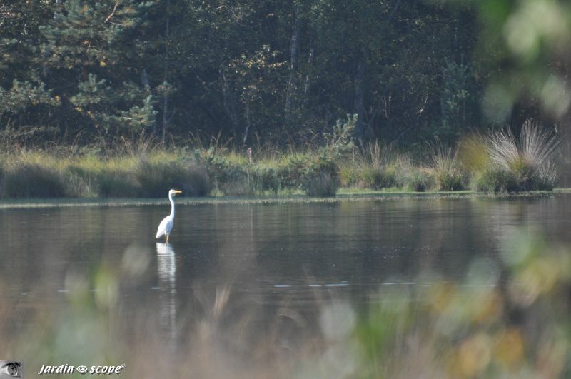 Paysage de Sologne