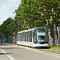 Tours : les platanes font trébucher le tramway