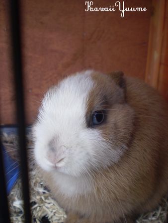 lapin_01