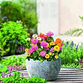 2017, déclarée année du zinnia par fleurosélect