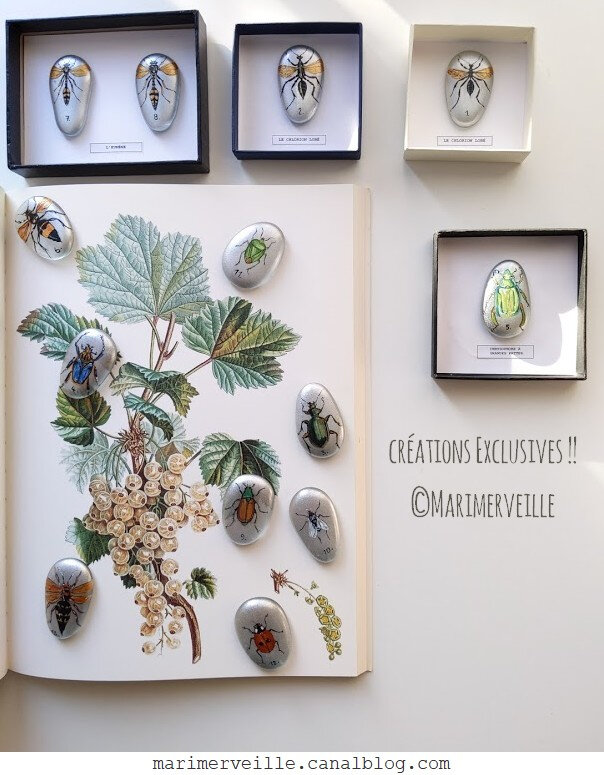 cabinet de curiosités- galets d'entomologie 1 ©création Marimerveille