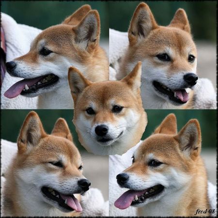 Shibainusign_e