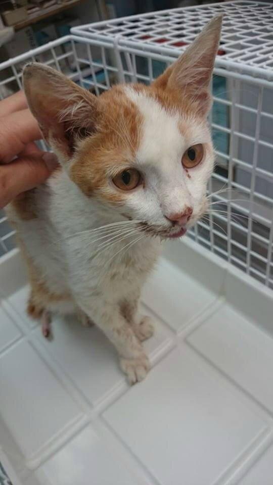 Beryl Ou La Triste Vie D Un Chat Abandonne Faite De Violence De Maltraitance De Faim Et De Peur Les Creoles Ont La Parole