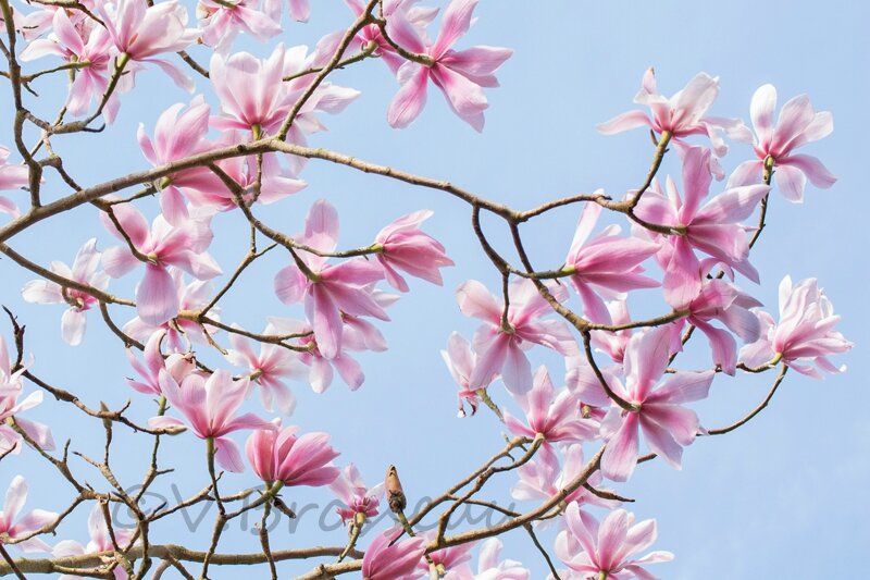 magnolia14-04