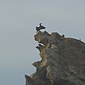 Biarritz, plage des Basques, oiseau sur rocher (64)