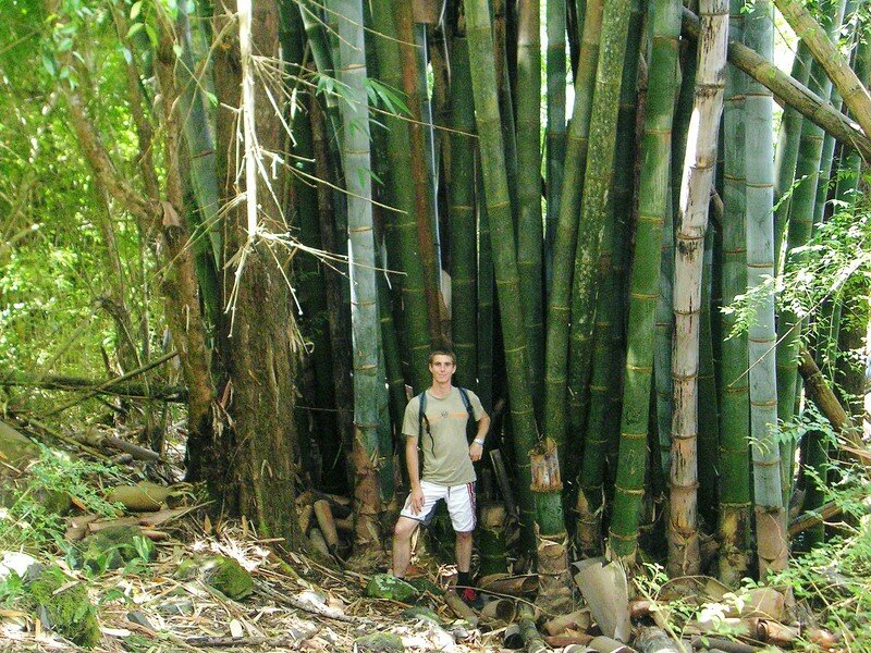  Bambou  EnOrMe Photo de Faunes et Flores moi jonathan 