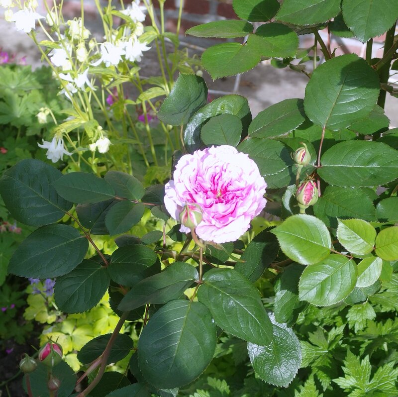 jardin-c