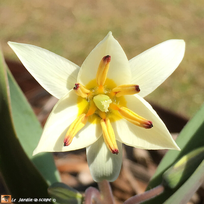Tulipe botanique Turkestanica