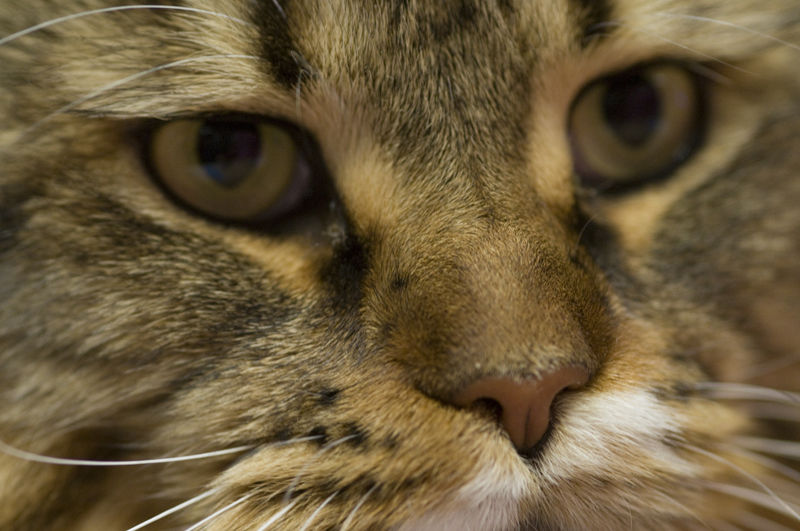 Chat Dort Au Dessus De Ma Tete Chat long du livre !!!ou chat long du chat... - Etats Dame