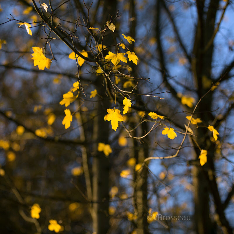 feuilles04